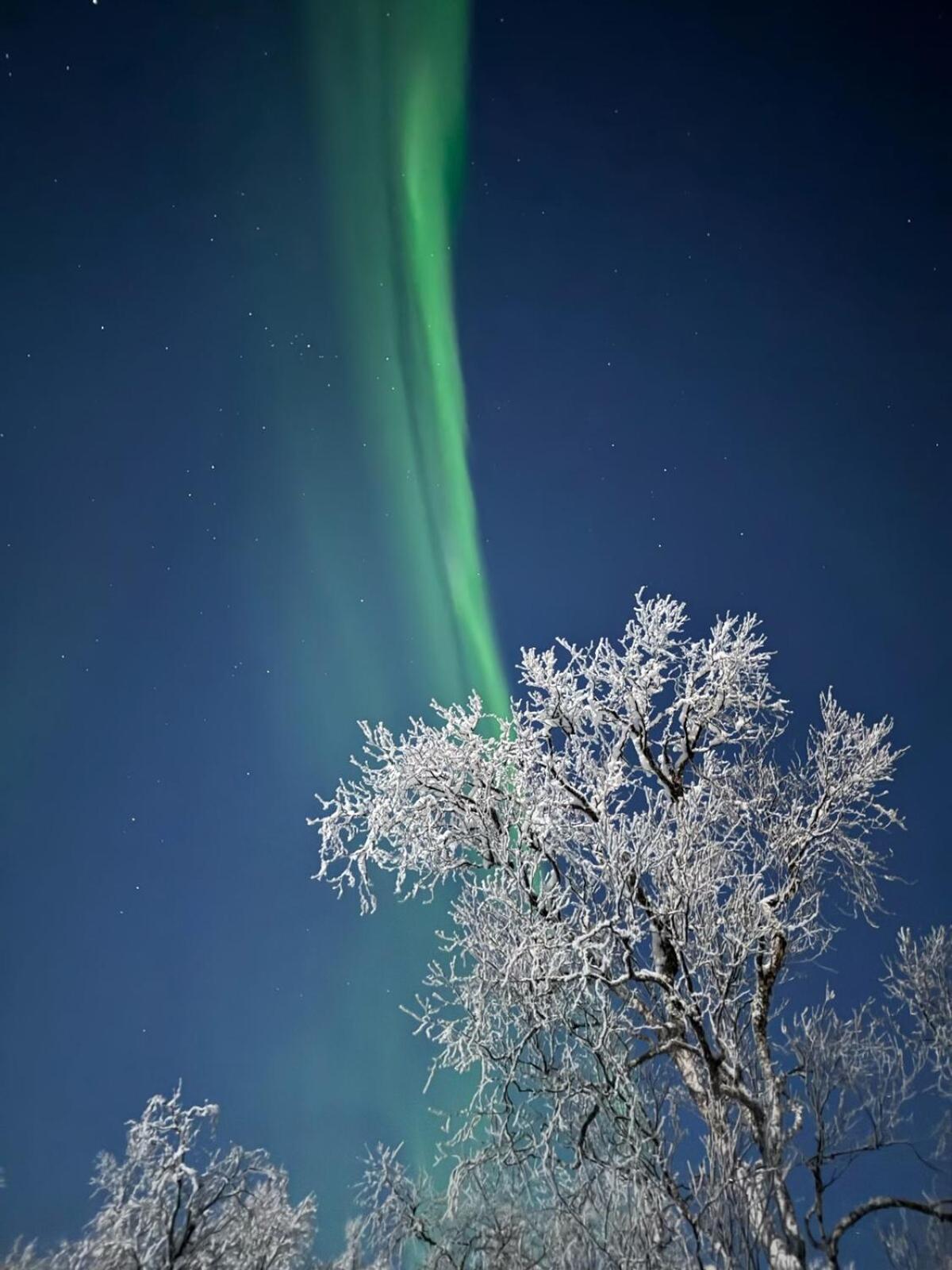 Trivelig Hytte I Senja. 외부 사진